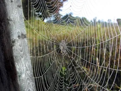 A spider web with dew on it's back.