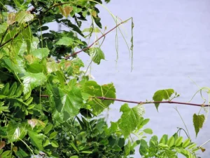 Favored Fawned Flora