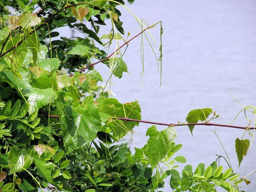 Favored Fawned Flora