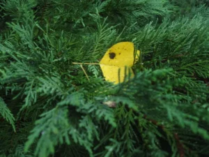 The Yellow Leaf