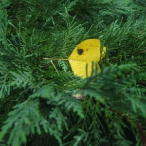 The Yellow Leaf